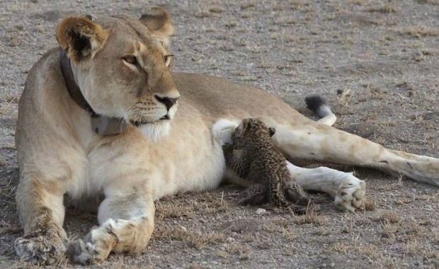 First Wild Interspecies Photos Captured of Lioness Nursing Leopard Cub