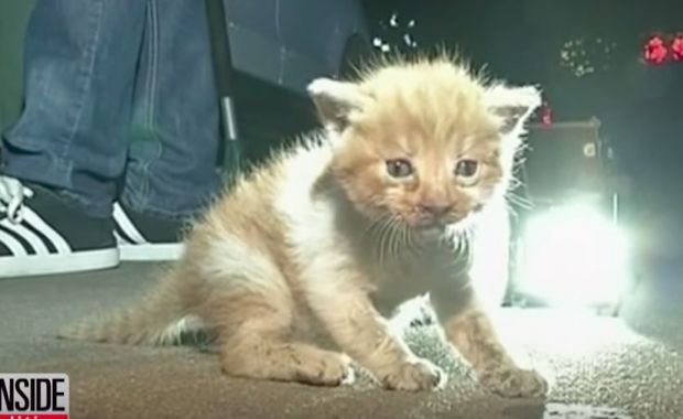 Rescuers Pull Kitten From Car Engine After Mother Cat Won’t Stop Meowing