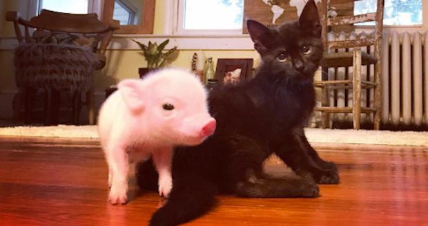 Orphaned Piglet Comes to the Rescue to Comfort Kitten During Seizures