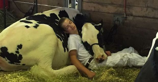 Exhausted Boy and His Cow Take a Nap Creating a Super Viral Moment