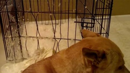 dog gets into bed