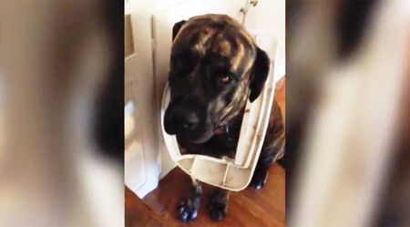 dog gets into bed