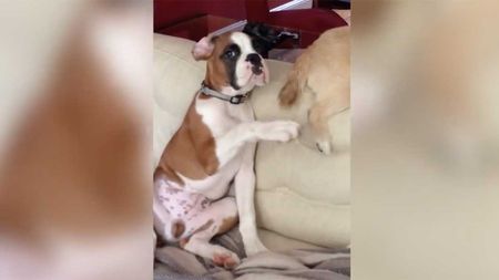 dog gets into bed