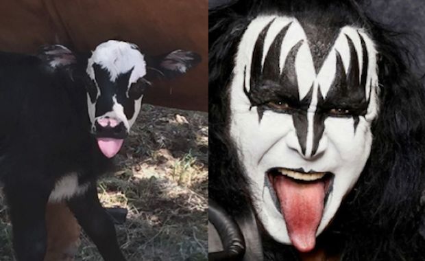 There Was a Calf Born in Texas That Looks Exactly Like KISS Rocker Gene Simmons
