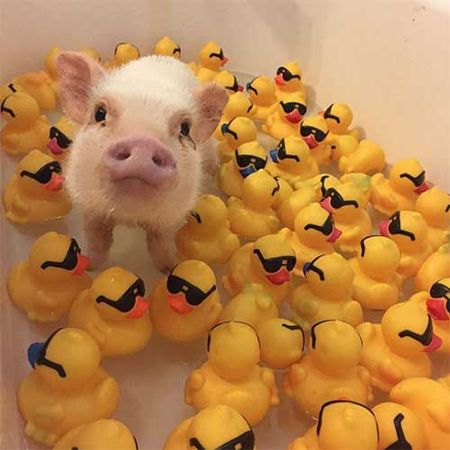 hank the pot belly pig
