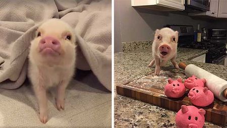 hank the pot belly pig