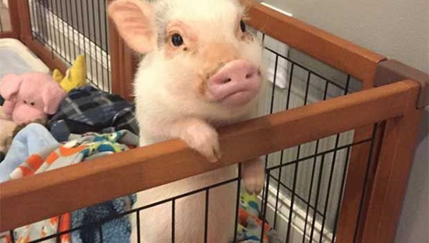 hank the pot belly pig