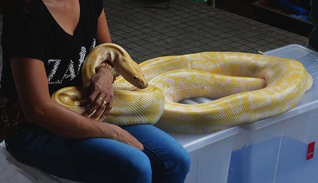 pregnant python