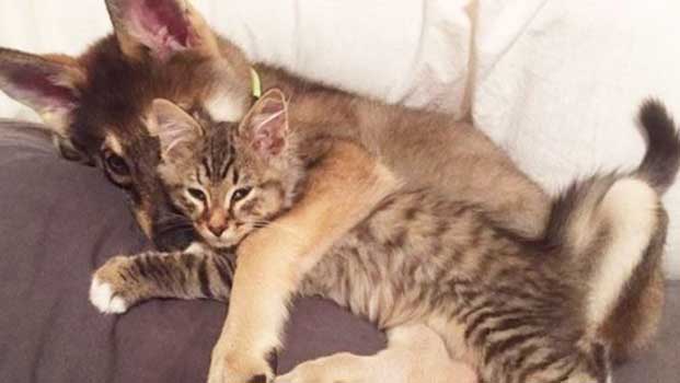 Husky Picks Out Her Own Cat From the Shelter and Now They’re Best of Friends