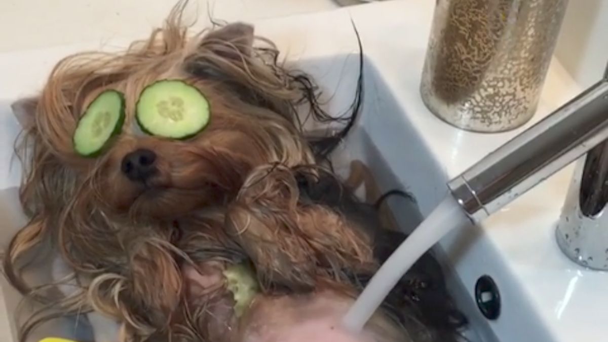 This Dog’s Day at the Spa Will Have You Barking With Jealousy