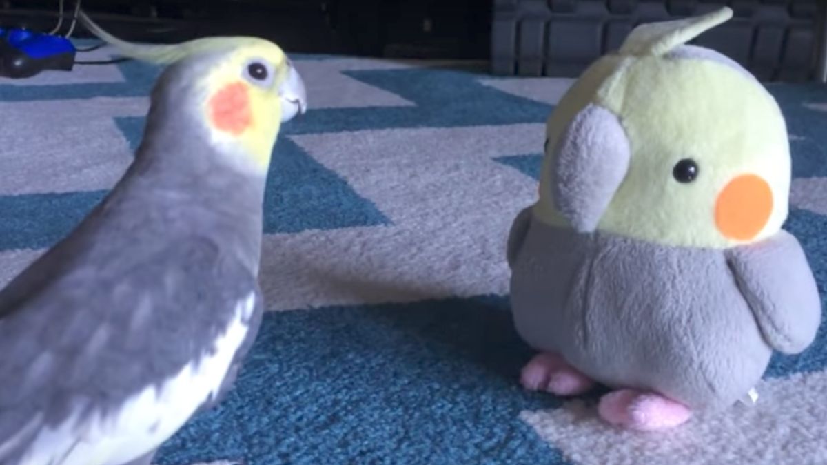 This Cockatiel is Not a Fan of His Stuffed Animal Doppelgänger