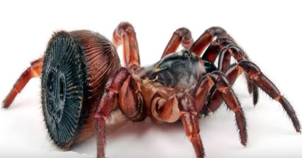 Farmer Is Determined to Help This Incredibly Rare Creature Find a New Home