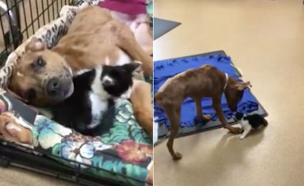 Injured Animals Find Comfort in Each Other While Visiting the Vet