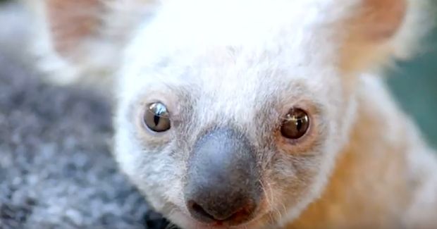 One-of-a-Kind Australian Koala Needs Help Getting a Name