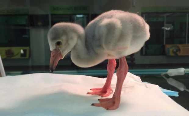 orphaned flamingo