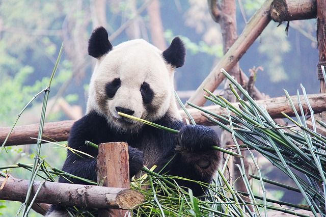 Adorable Two-Month-Old Panda Loves Cuddle Time With Mom