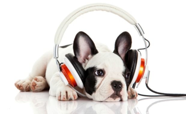 These Tunes Are Meant to Soothe Your Dog’s Anxiety