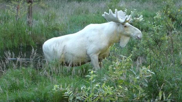 Rare White Moose Captured on Video in Sweden Goes Viral