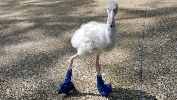 Orphaned Baby Flamingo Gets Designer Booties Made for Walking
