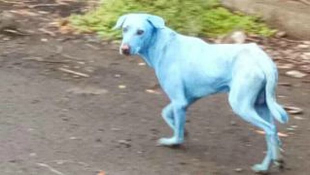 Pollutants From Chemical Plants in India Are Turning Stray Dogs Blue