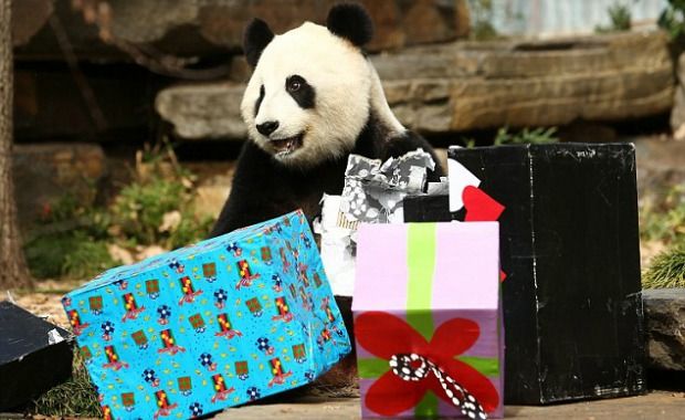 Giant Pandas Celebrate Their Birthdays Around the World