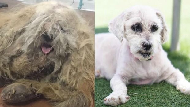 Shelters Hosting ‘Dirty Dogs’ Makeover Contest Sheds Light on Adoption