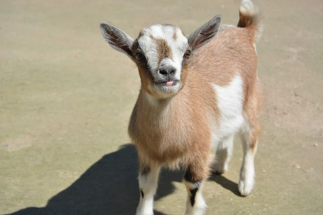 Must Watch — Adorable Conversation Between Toddler and Baby Goat