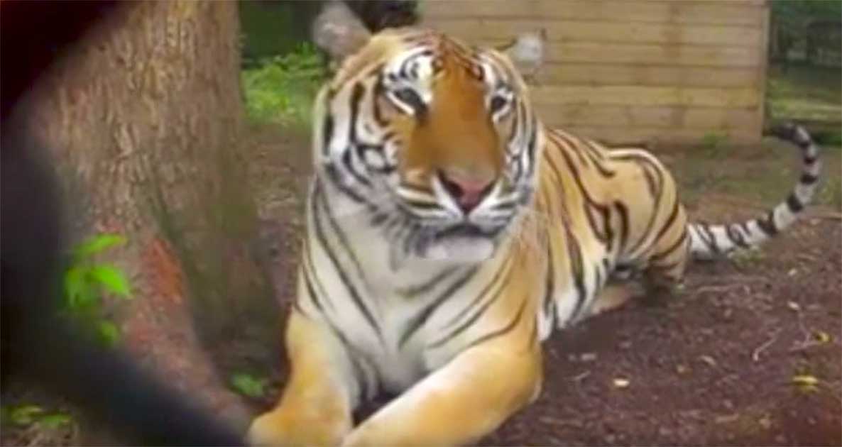 Police Shoot and Kill Bengal Tiger Roaming Georgia Neighborhood