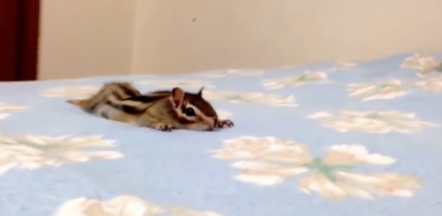 Chipmunk