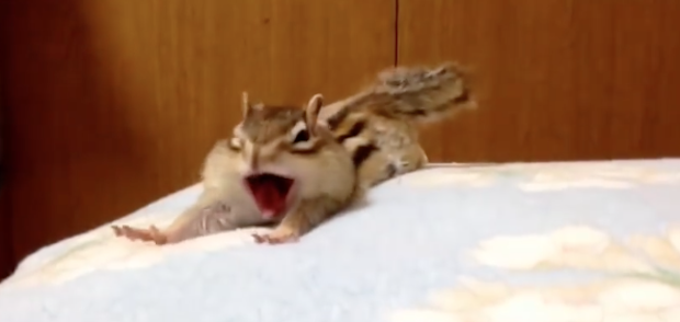 Chipmunk