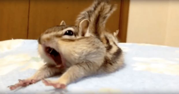 Rescue Chipmunk Has the Time of Its Life in Clean Bed Sheets
