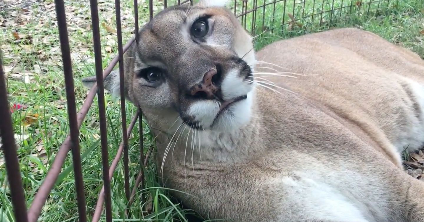 Do You Know What the Largest Cat Is That Can Still Purr and Meow?