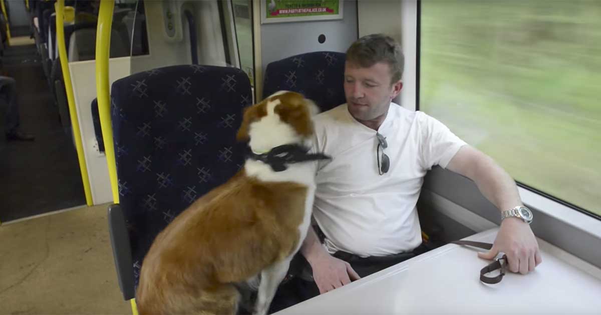 Man Gets Surprise During Morning Commute When His Dog Jumps Into Seat Next to Him