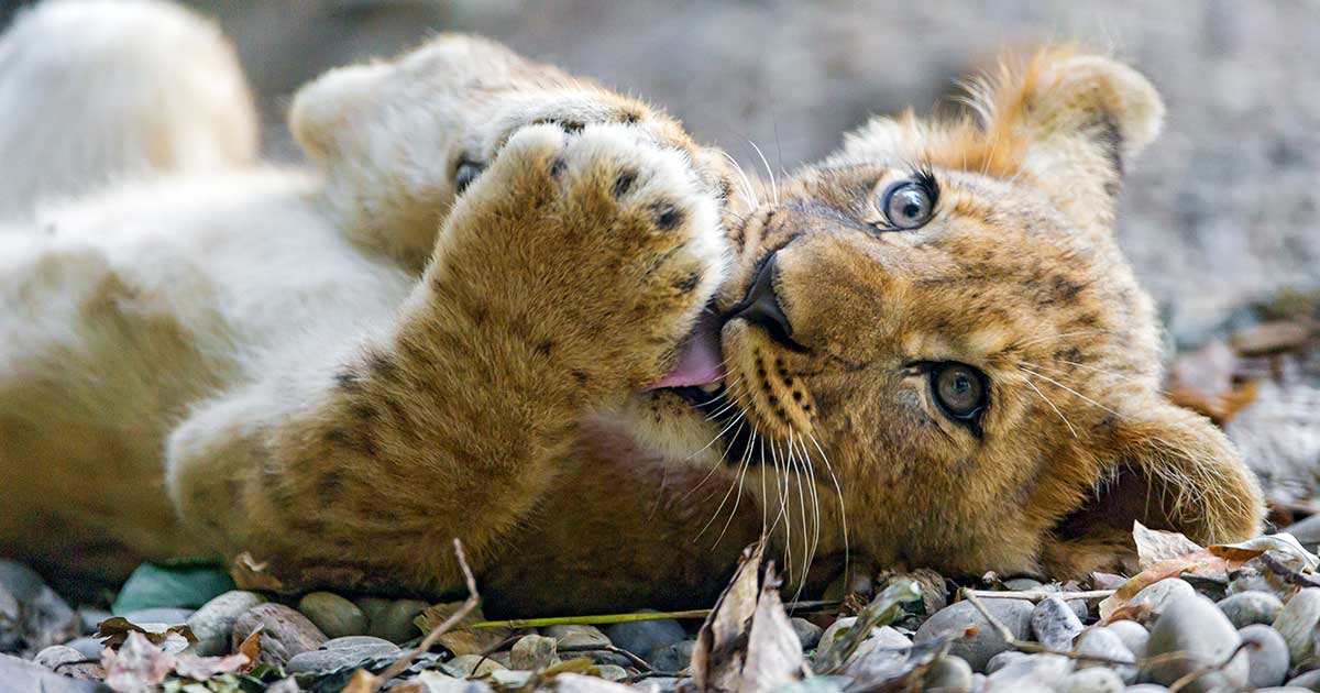 Little Lion Cub Tries to Roar; Listen to the Sound That Comes Out