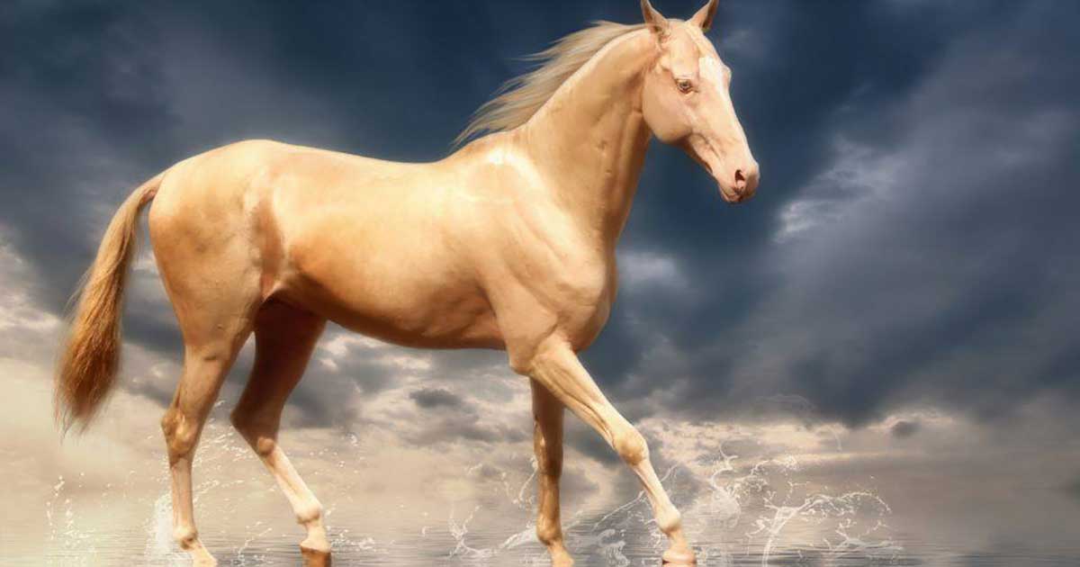 Find Out What Makes This Horse the ‘Most Beautiful in the World’