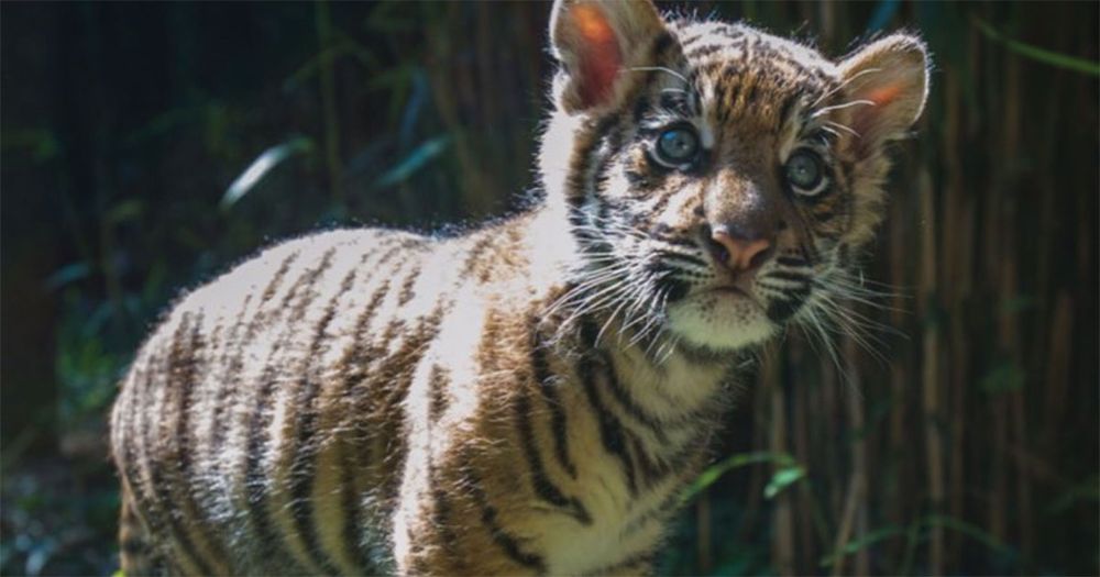 tiger cubs