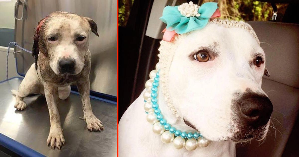 This Dog Was Left For Dead, Now She’s ‘Hero Dog of the Year’