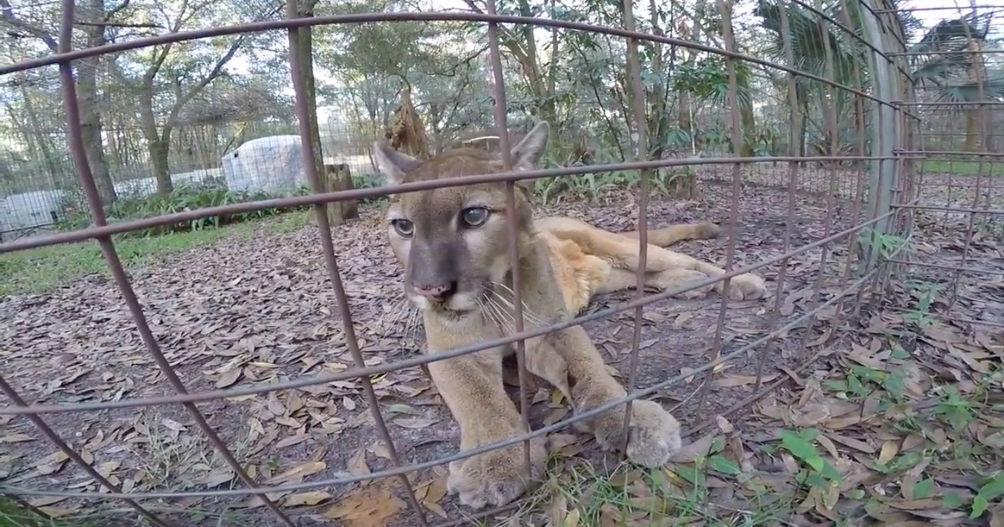 Cougars Are the Largest Cat That Can Purr and Meow