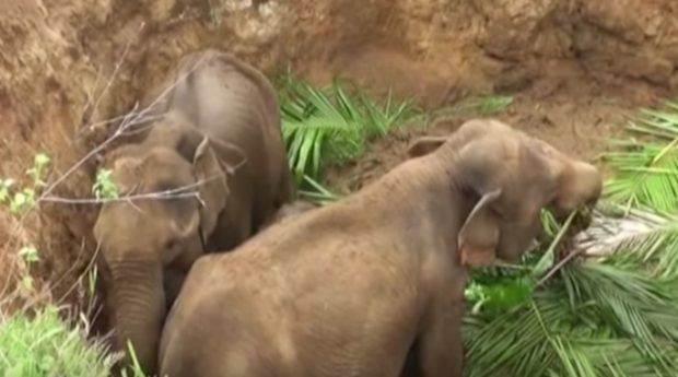 baby elephants rescued