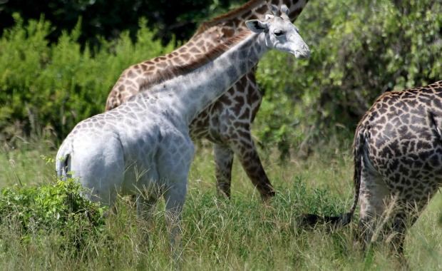 white giraffes
