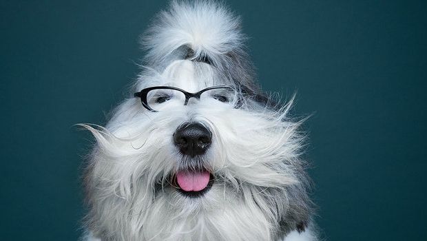 Photographer Finds Human Expressions in Pooch Portraits