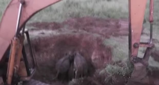 baby elephants rescued