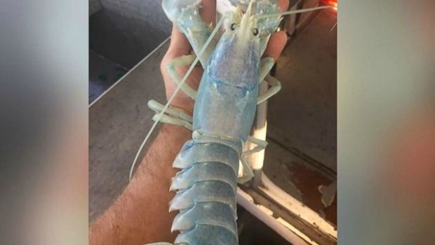 Rare White Lobster Joins Maine’s Colorful Crustacean Cornucopia