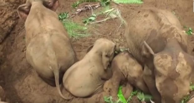 baby elephants rescued