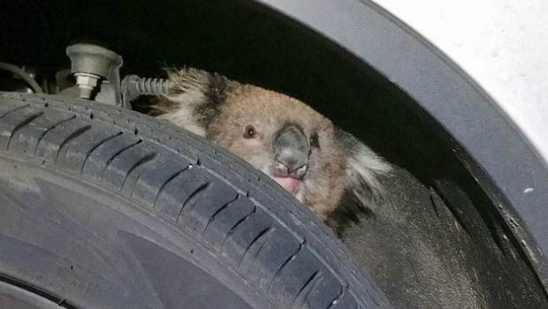 Hitchhiking Koala Survives 10-Mile Journey in Wheel Axle