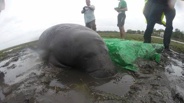 rescued manatees