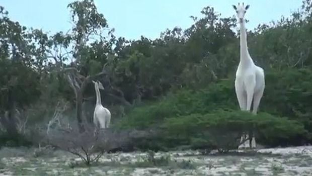 Rare White Giraffes Captured on Video for the First Time
