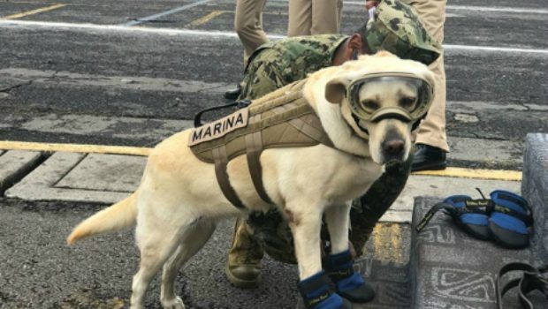 dog rescue earthquake