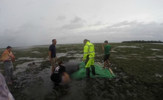 rescued manatees