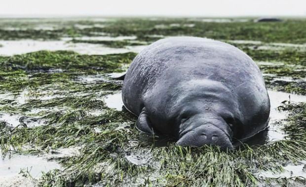 rescued manatees